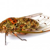 When cicadas attack