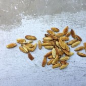 Pumpkin seeds