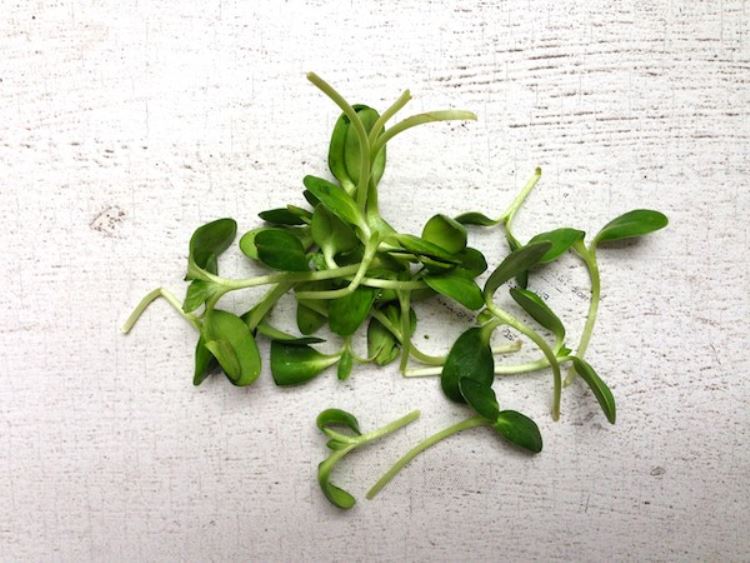 Sunflower microgreens Feed me dearly